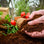 Peat-Free Coconut Compost - 30 litres