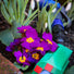Plantsurge Magnetic Plant Growth Booster
