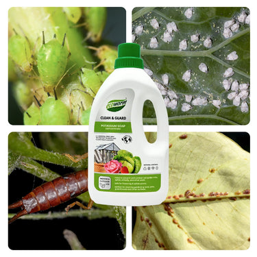 Ecoworm 1 litre Potassium Soap Concentrate