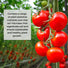 Ecoworm 1 litre Sapropel Extract for All Plants