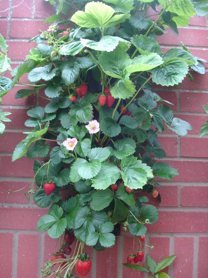 Flower Tower Wall Mounted Planter