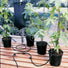 Big Drippa Watering Kit