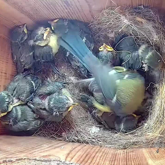 Green Feathers WiFi HD Camera for Bird Box & Wildlife Habitats