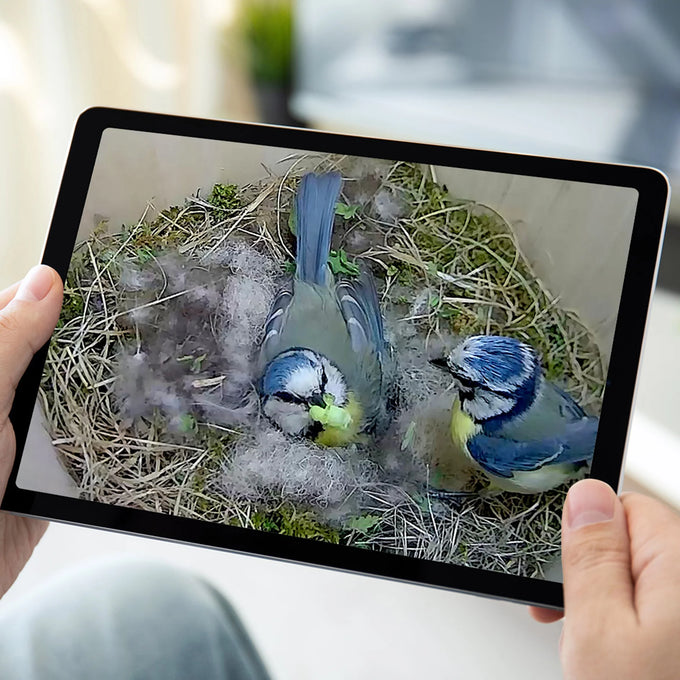 Green Feathers WiFi HD Camera for Bird Box & Wildlife Habitats