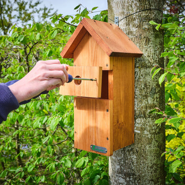 Green Feathers WiFi Bird Box HD Camera Starter Pack