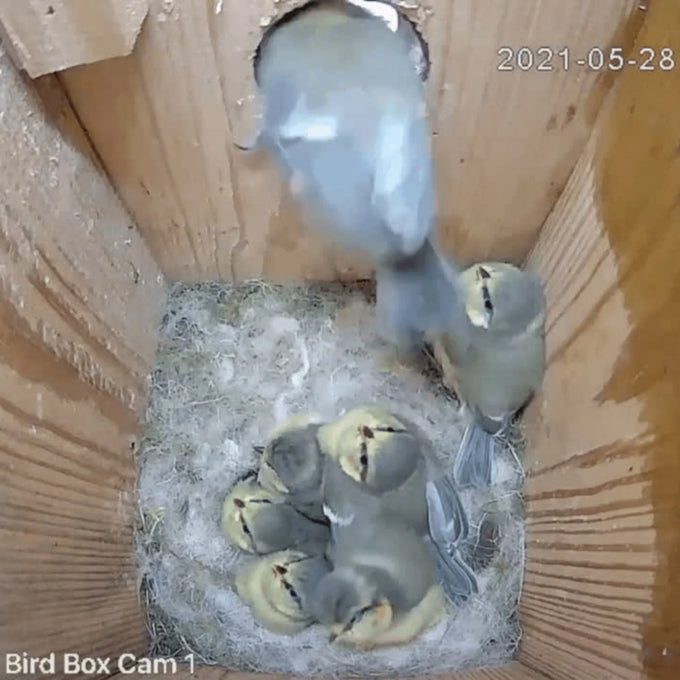 Green Feathers Solar Powered WiFi Camera for Bird Box & Wildlife