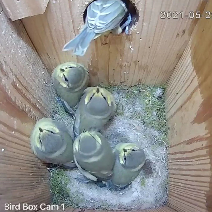 Green Feathers Solar Powered WiFi Bird Box HD Camera Complete Pack