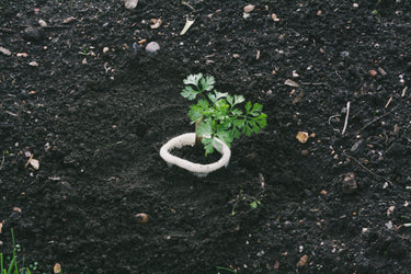 Wool Pots - Pack of 10