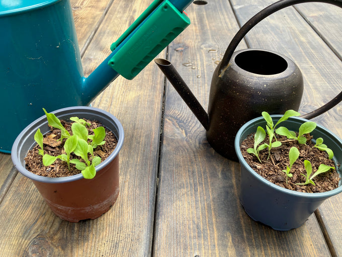 Plantsurge Magnetic Plant Growth Booster