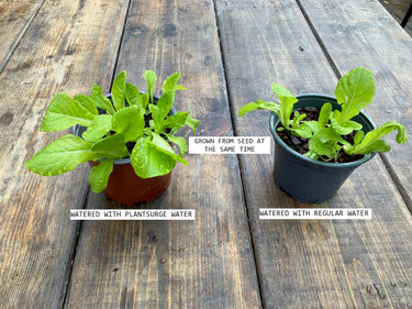 Plantsurge Magnetic Plant Growth Booster