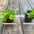 Plantsurge Magnetic Plant Growth Booster