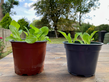 Plantsurge Magnetic Plant Growth Booster