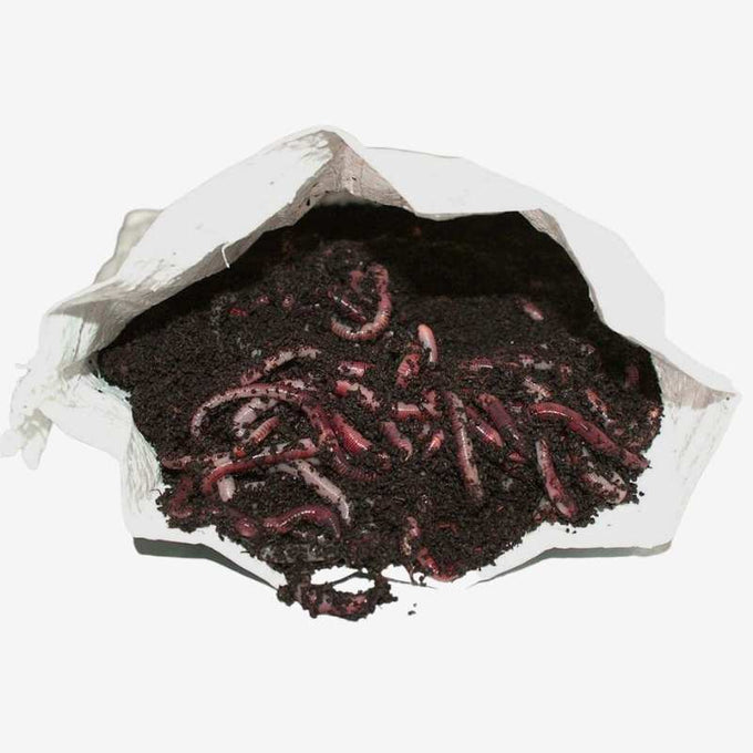 Composting Worms 500g