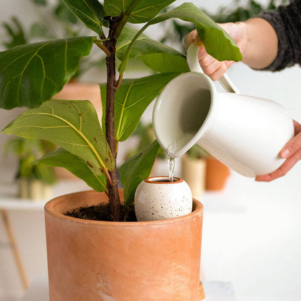 Person watering a potted plant with a white ceramic container.