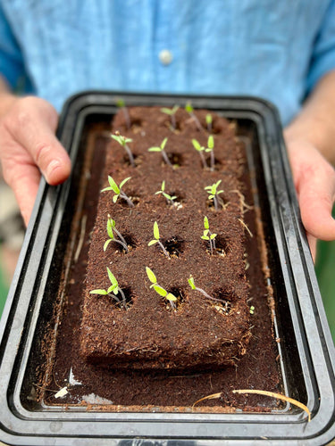 The Love Growbar