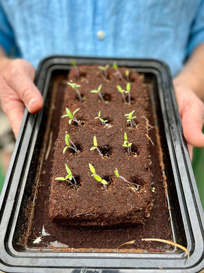 The Love Growbar