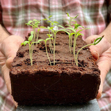 The Victorian Flowers Growbar