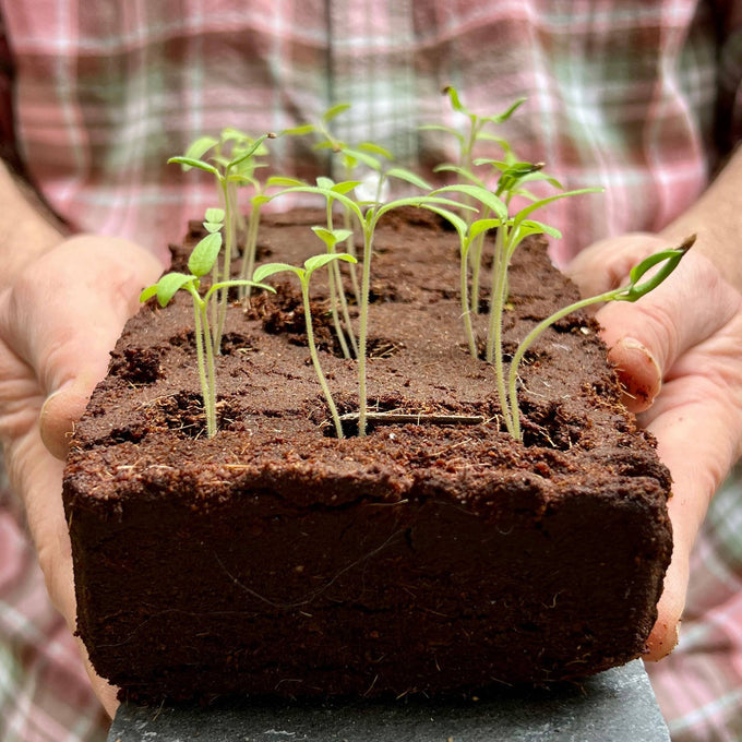 The Victorian Flowers Growbar