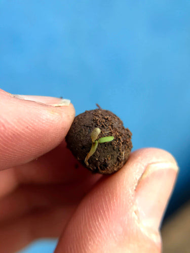 Wildflower Seedball Tube - Forget-Me-Not