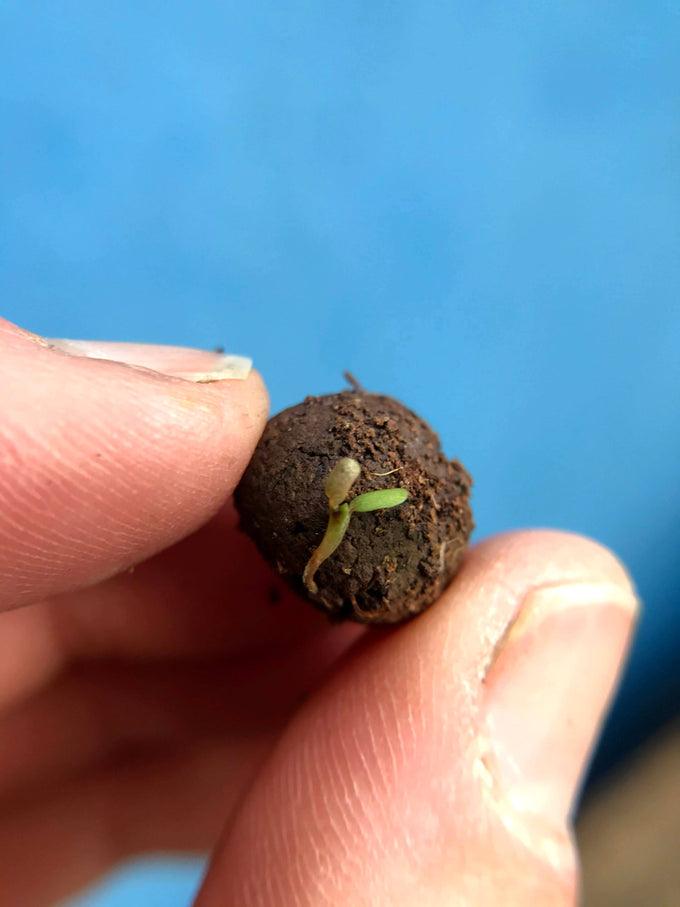 Wildflower Seedball Tube - Forget-Me-Not
