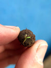 Seedball Wildflower Grab Bag - Butterfly Mix