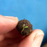 Seedball Wildflower Grab Bag - Butterfly Mix