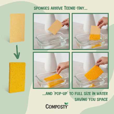 Composty Compostable Pop-Up Sponges - 12 Pack