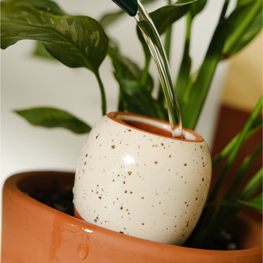 White speckled ceramic pot being filled with water from a green plant