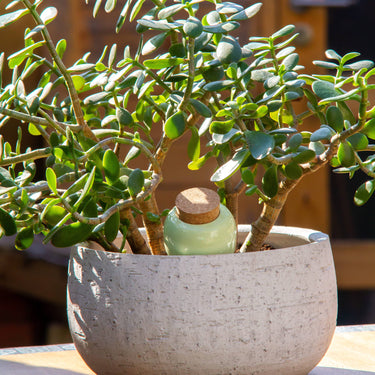 Potted plant with a small bottle inside, set against a wooden background