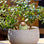 Olla Green Ceramic Plant Waterer