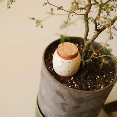 Ceramic pot with cork lid inside a larger pot with a plant
