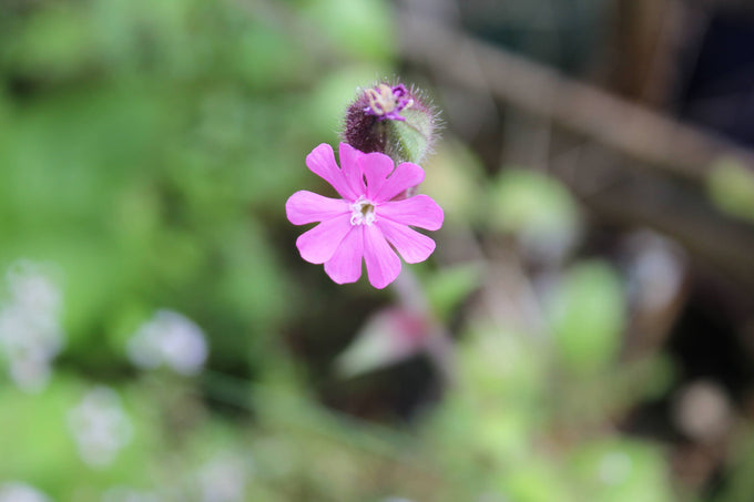 Wildflower Seedball Tube - Red Campion