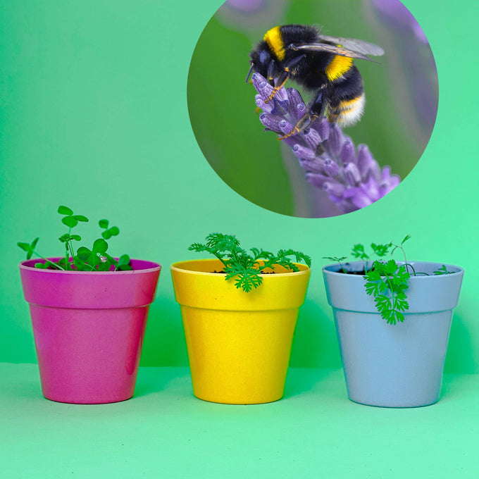 Wildflower Seedball Tube - Cornflower
