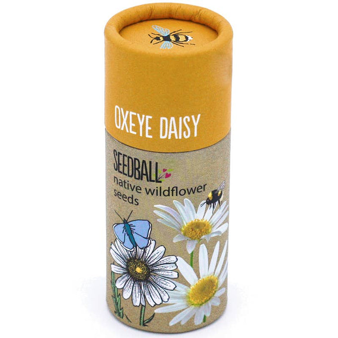 Seedball Wildflower Tube - Oxeye Daisy