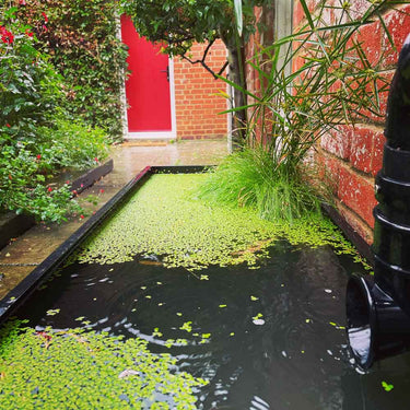 Dipping Tank - 60cm with Timber Fascia