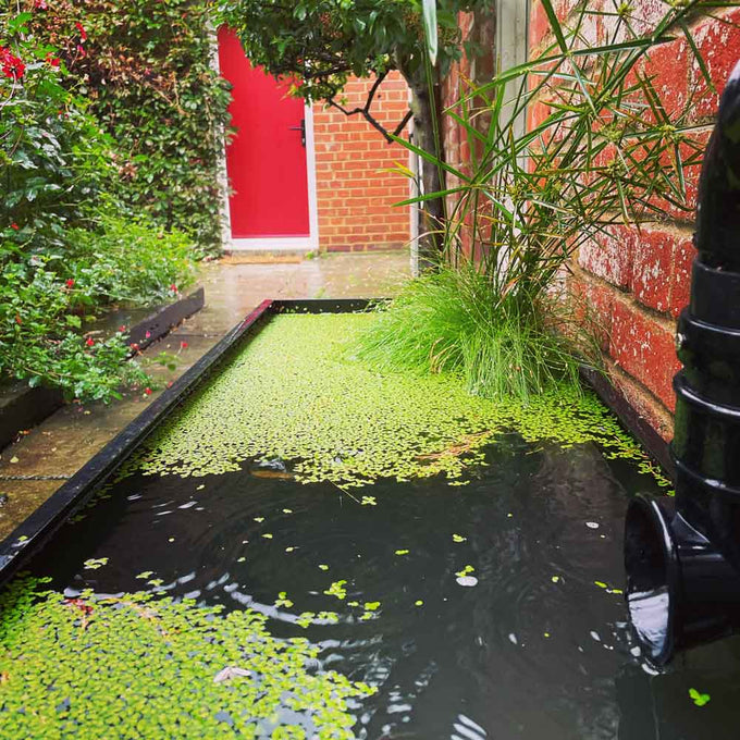 Dipping Tank - 60cm with Timber Fascia