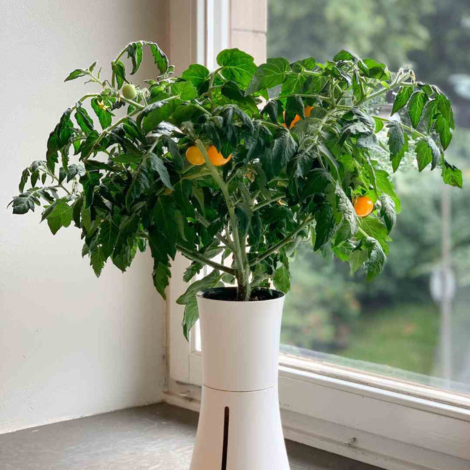 Botanium White Indoor Self-Watering Planter