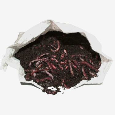 Composting Worms 1kg studio shot