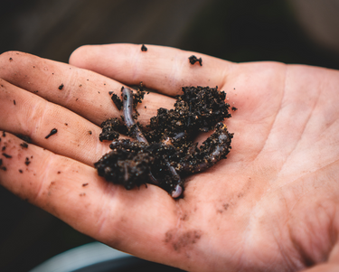 Composting Worms 125g in situ
