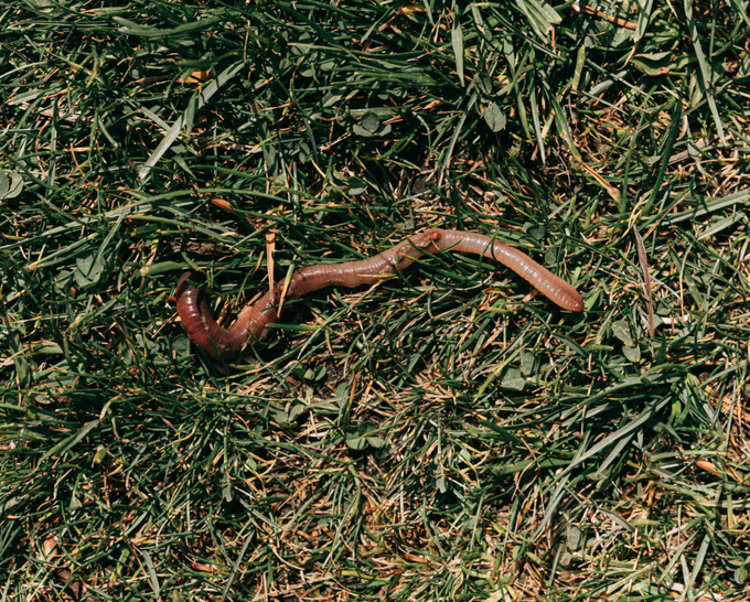 Composting Worms 125g